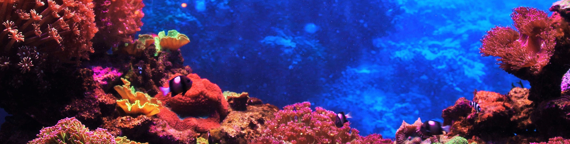 Sea