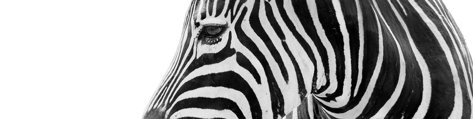 zebra 2